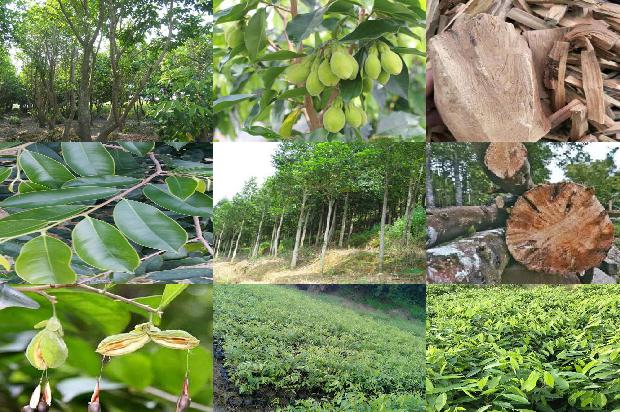 伽罗沉香价格1679015423162 伽罗沉香价格1679015423162