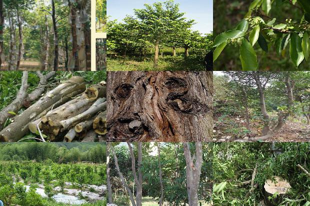 沉香的树苗价格1679017377608 沉香的树苗价格1679017377608