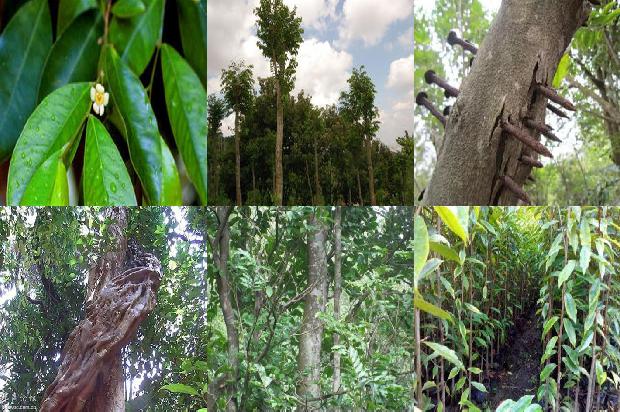 沉香的树苗价格1679017378098 沉香的树苗价格1679017378098