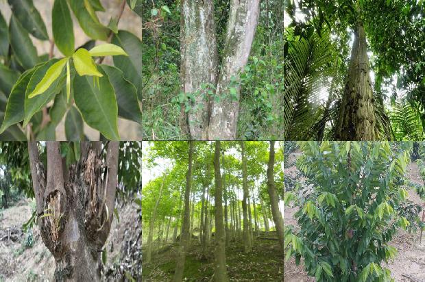 沉香的树苗价格1679017378748 沉香的树苗价格1679017378748