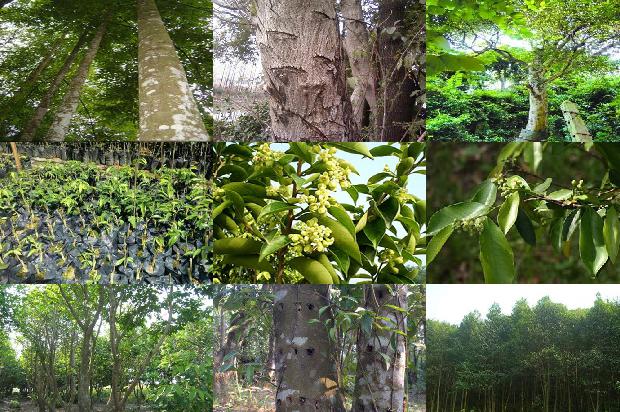 沉香盘香价格1679098486458 沉香盘香价格1679098486458