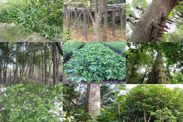 沉香盘香价格1679098486506 沉香盘香价格1679098486506