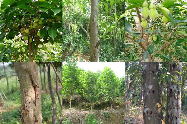 沉香盘香价格1679098486554 沉香盘香价格1679098486554