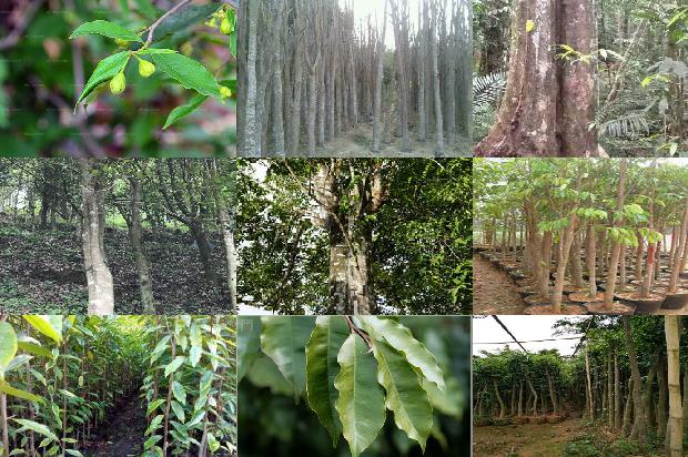 和泰沉香价格1679098631049 和泰沉香价格1679098631049