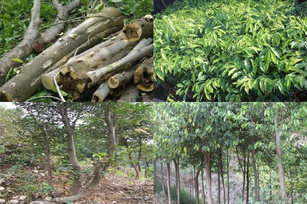 和泰沉香价格1679098631097 和泰沉香价格1679098631097