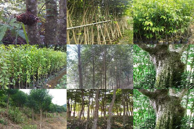 沉香什么价格1679098770347 沉香什么价格1679098770347