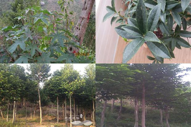 沉香什么价格1679098770394 沉香什么价格1679098770394