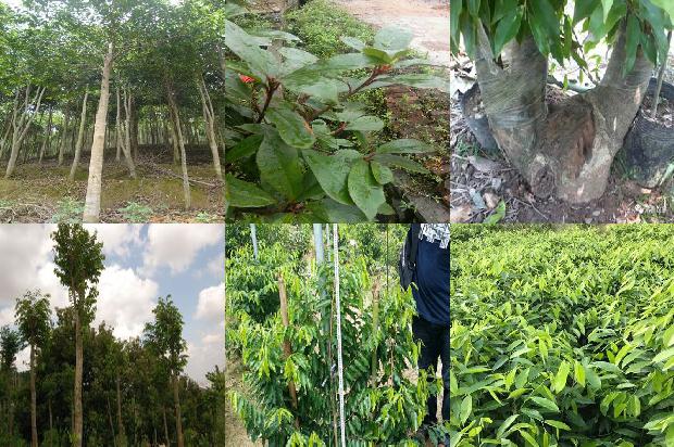 沉香什么价格1679098770442 沉香什么价格1679098770442