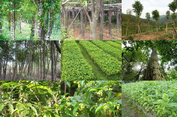 沉香什么价格1679098770490 沉香什么价格1679098770490