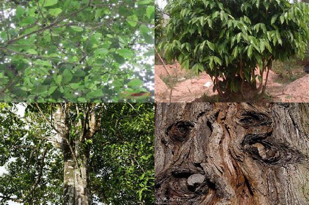 沉香串珠价格1679098881186 沉香串珠价格1679098881186