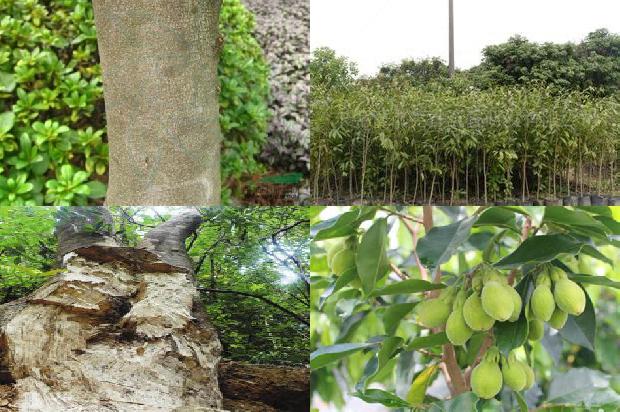 沉香串珠价格1679098881233 沉香串珠价格1679098881233