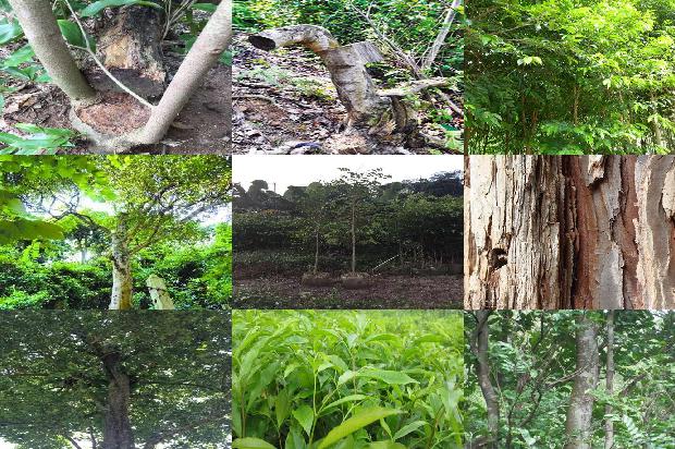 沉香串珠价格1679098881280 沉香串珠价格1679098881280