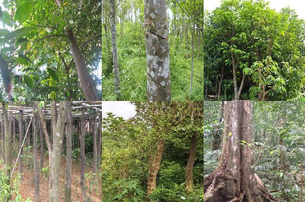 沉香纯露价格1679099110034 沉香纯露价格1679099110034