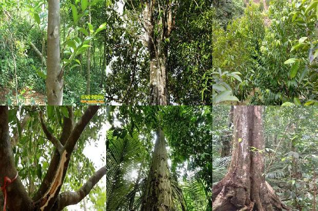 沉香纯露价格1679099110081 沉香纯露价格1679099110081