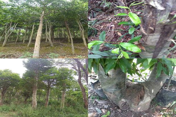 野生沉香和人工沉香区别1688343709766 野生沉香和人工沉香区别1688343709766