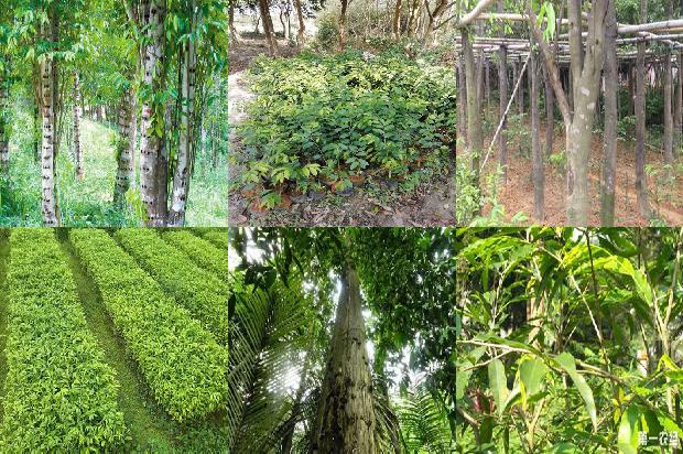 沉香纯露价格1679099110175 沉香纯露价格1679099110175