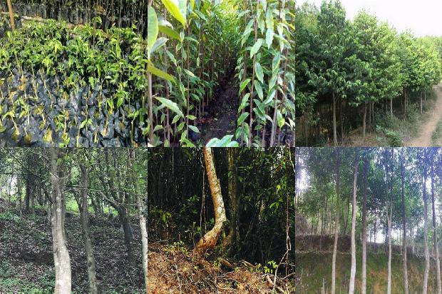 印度沉香手串价格1679099231057 印度沉香手串价格1679099231057