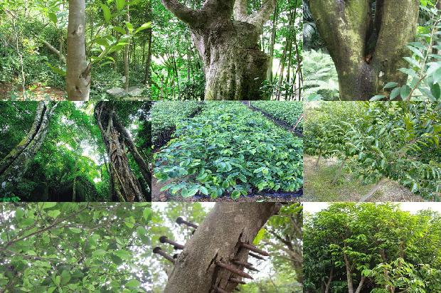 印度沉香手串价格1679099231105 印度沉香手串价格1679099231105