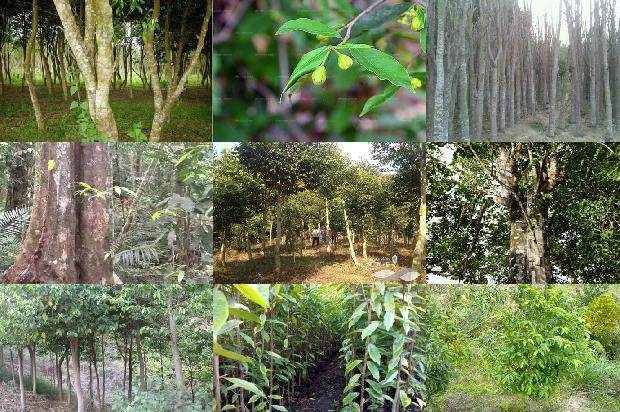 印度沉香手串价格1679099231153 印度沉香手串价格1679099231153