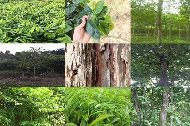 沉香树苗北方可以种植吗1698365398780 沉香树苗北方可以种植吗1698365398780