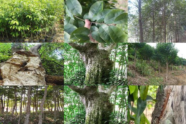 海底沉香价格1679184946651