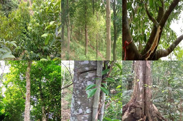 海底沉香价格1679184946699