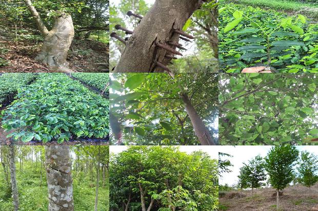 沉香成交价格1679185092915 沉香成交价格1679185092915