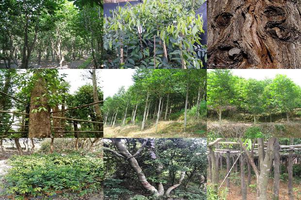 沉香成交价格1679185092963 沉香成交价格1679185092963