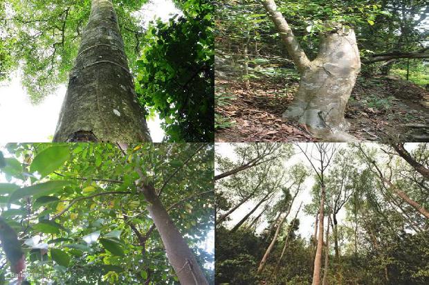 沉香成交价格1679185093011 沉香成交价格1679185093011