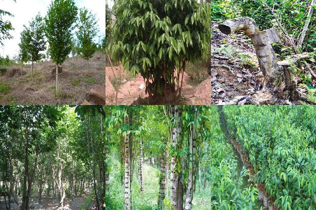 沉香成交价格1679185093058 沉香成交价格1679185093058