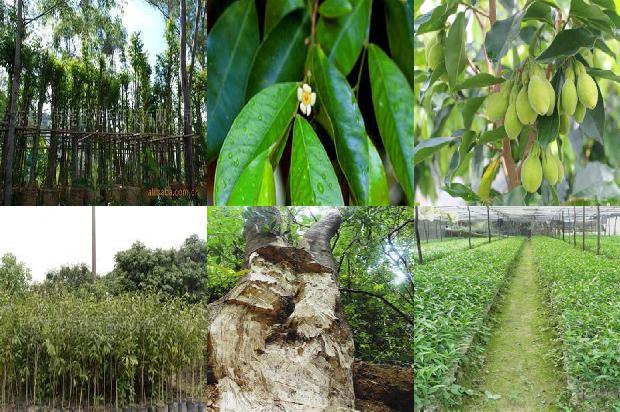 沉香铁盒价格1679185152681 沉香铁盒价格1679185152681