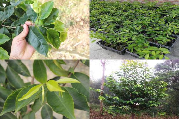 沉香铁盒价格1679185152729 沉香铁盒价格1679185152729