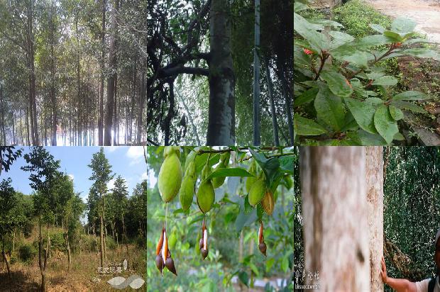 沉香2.0手串价格1679185242683 沉香2.0手串价格1679185242683