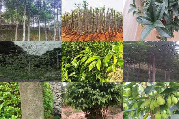 沉香2.0手串价格1679185242730 沉香2.0手串价格1679185242730