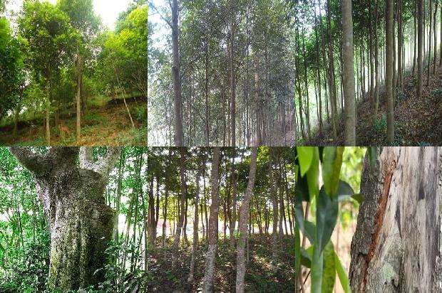 芽庄沉香价格1679185307070 芽庄沉香价格1679185307070