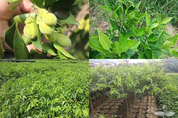 降沉香价格1679270943218