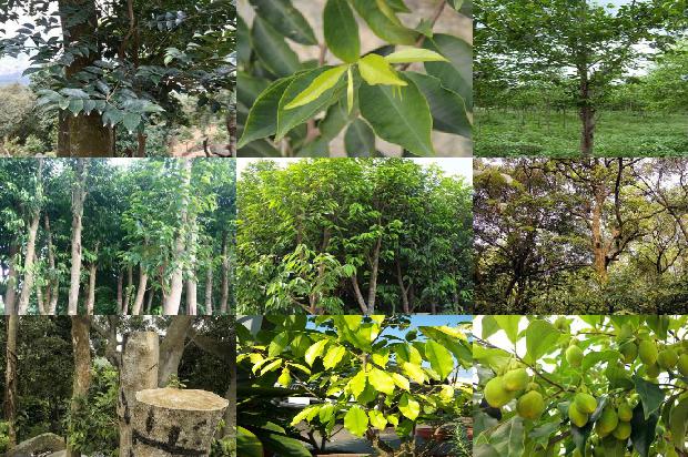 降沉香价格1679270943266