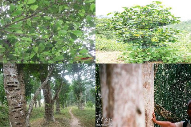 降沉香价格1679270943314