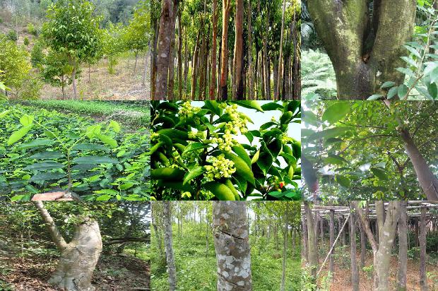 沉香的价格1679271113065 沉香的价格1679271113065