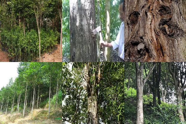 沉香的价格1679271113113 沉香的价格1679271113113