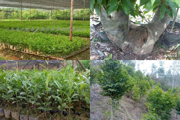 沉香得价格1679271265316 沉香得价格1679271265316