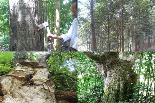 沉香得价格1679271265363 沉香得价格1679271265363