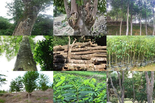 沉香得价格1679271265411 沉香得价格1679271265411