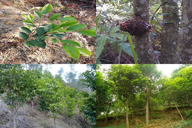 沉香得价格1679271265459 沉香得价格1679271265459