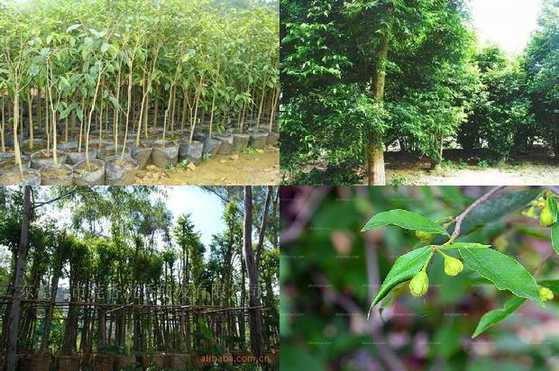 沉香串价格1679271376928 沉香串价格1679271376928