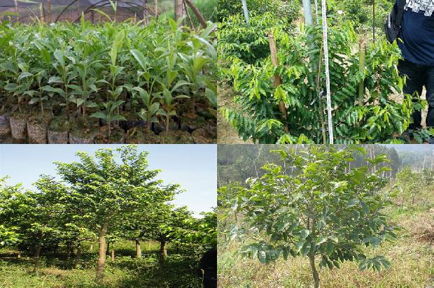 沉香串价格1679271376976 沉香串价格1679271376976