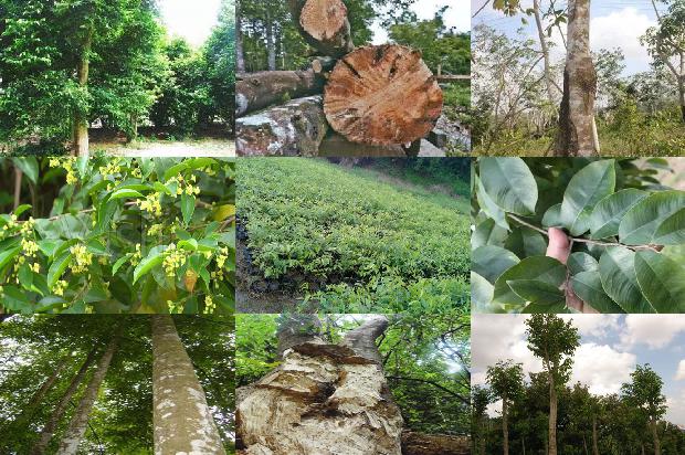 沉香串价格1679271377024 沉香串价格1679271377024