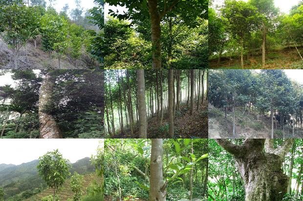 沉香桂价格1679271499343 沉香桂价格1679271499343