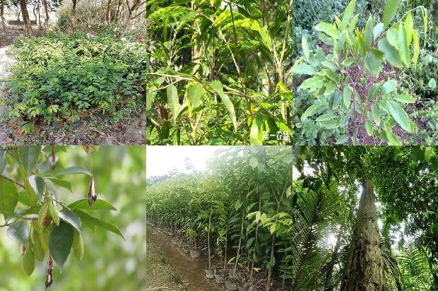 沉香桂价格1679271499391 沉香桂价格1679271499391