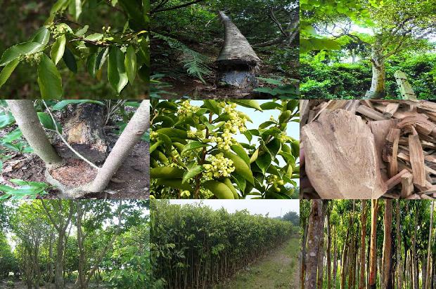 沉香桂价格1679271499439 沉香桂价格1679271499439